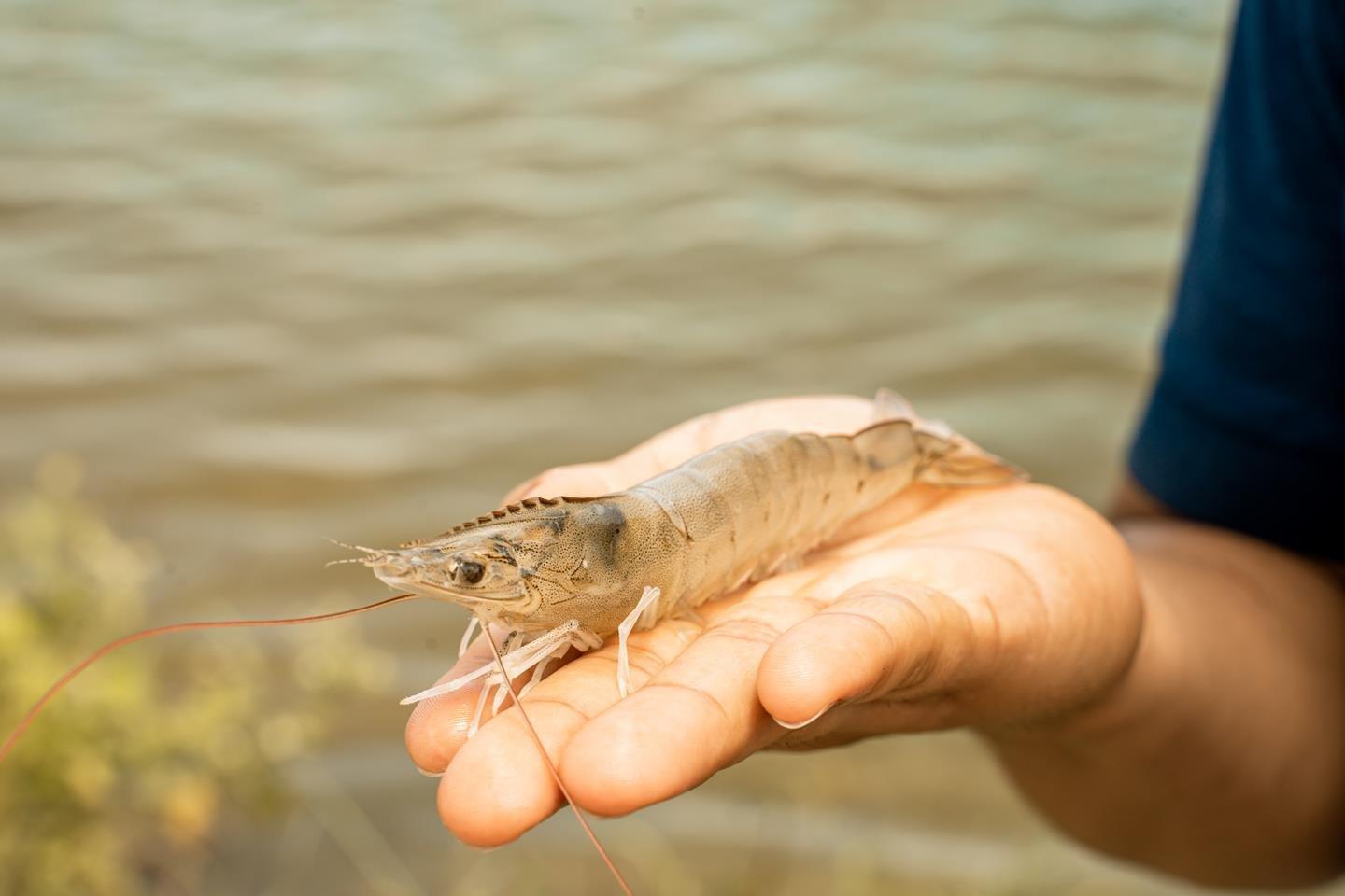 Shrimp on hand 2