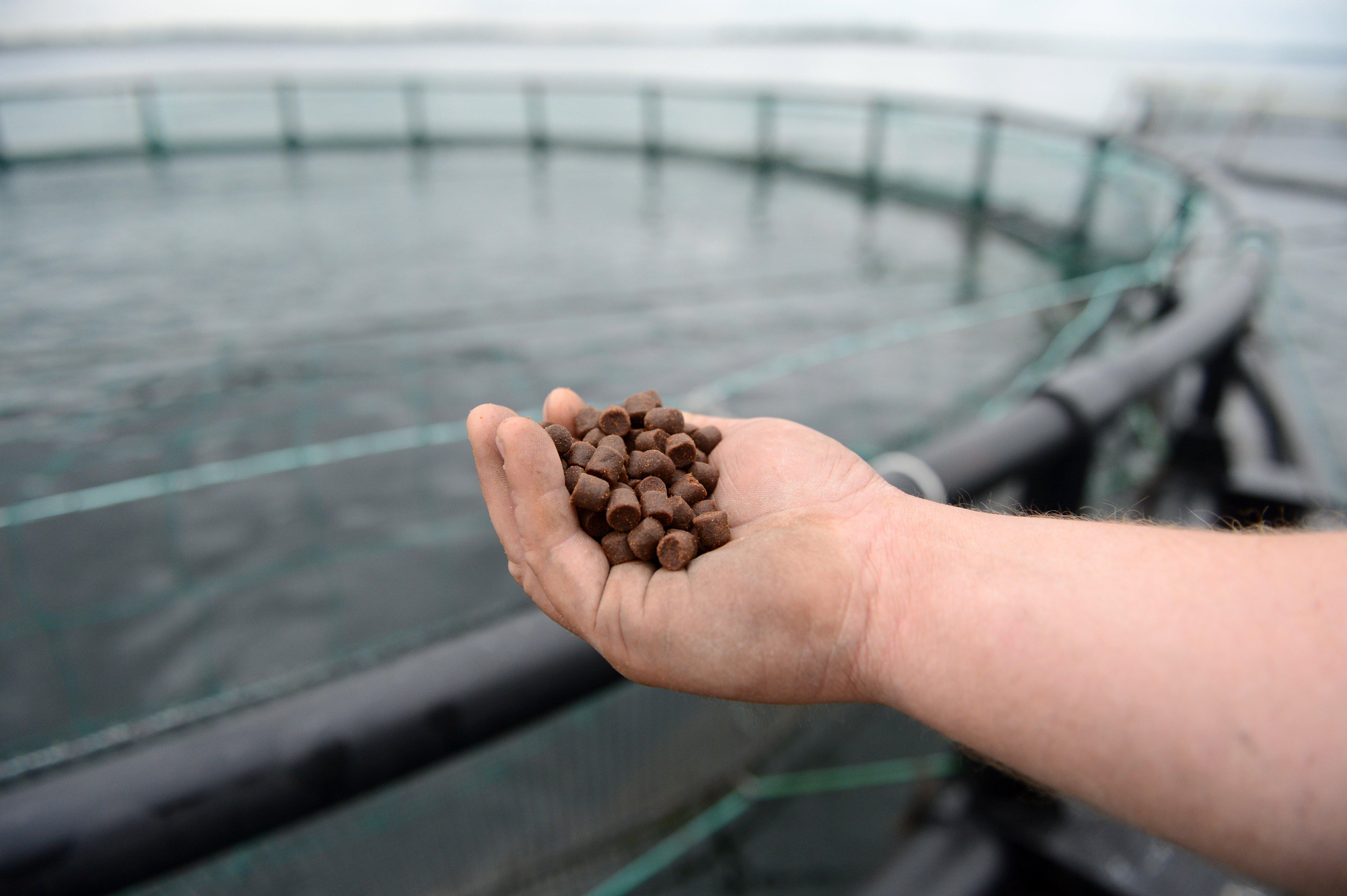 Feed-Pellet-Hands-Farm-Netpens