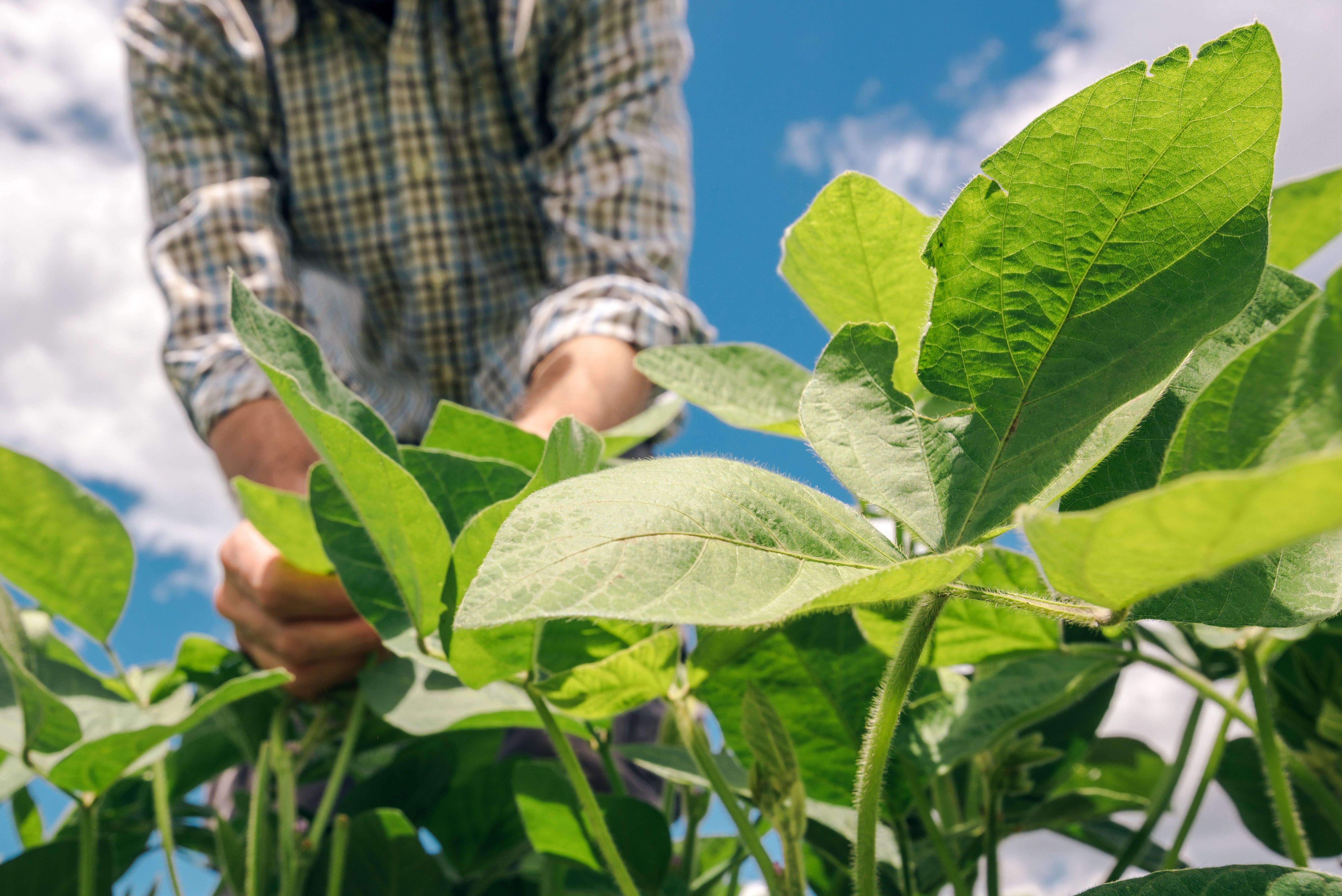 RM-Soy-Hands-Farmer-shutterstock_1297138507