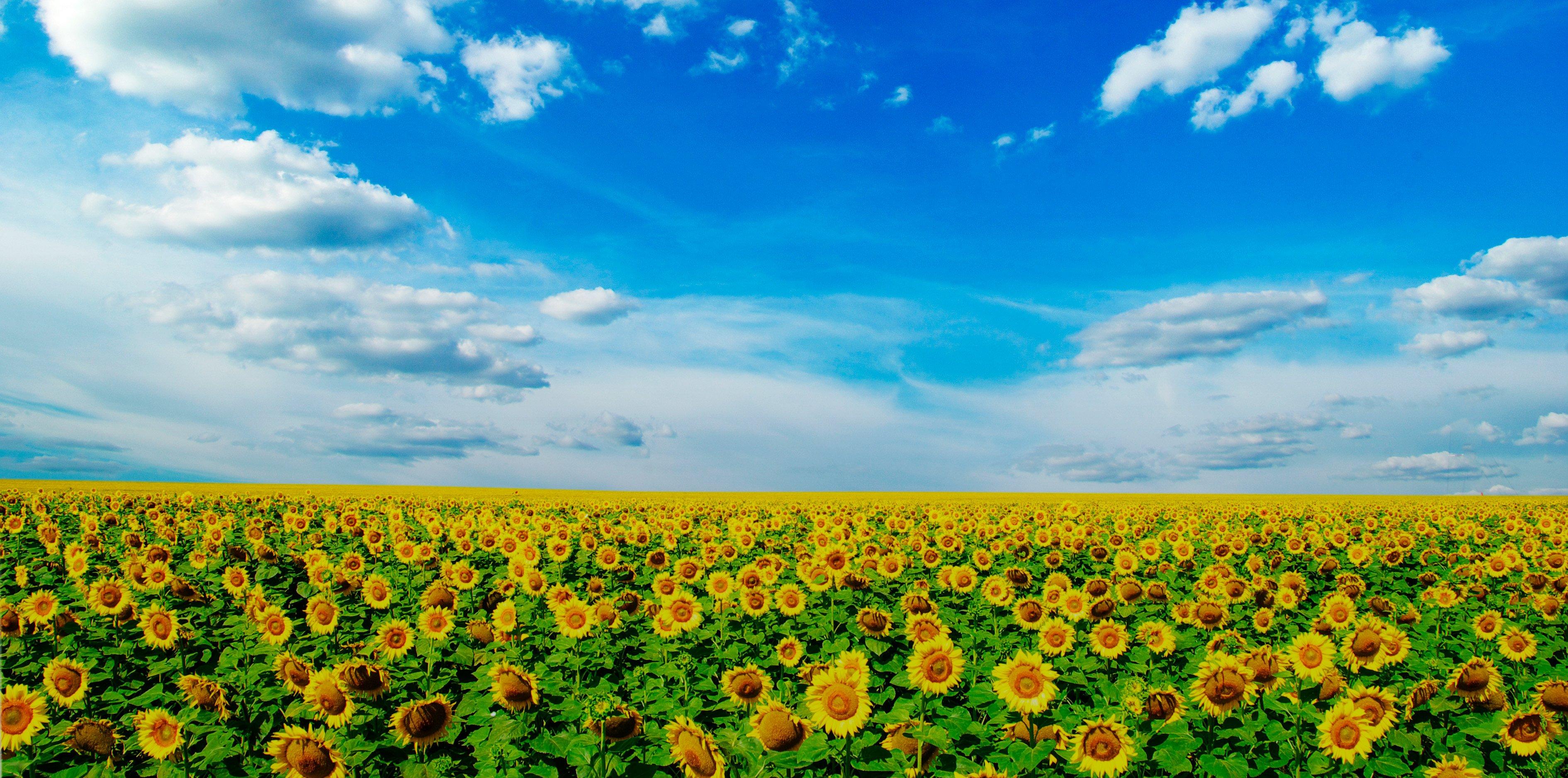 Sourcing Raw Materials Sunflower