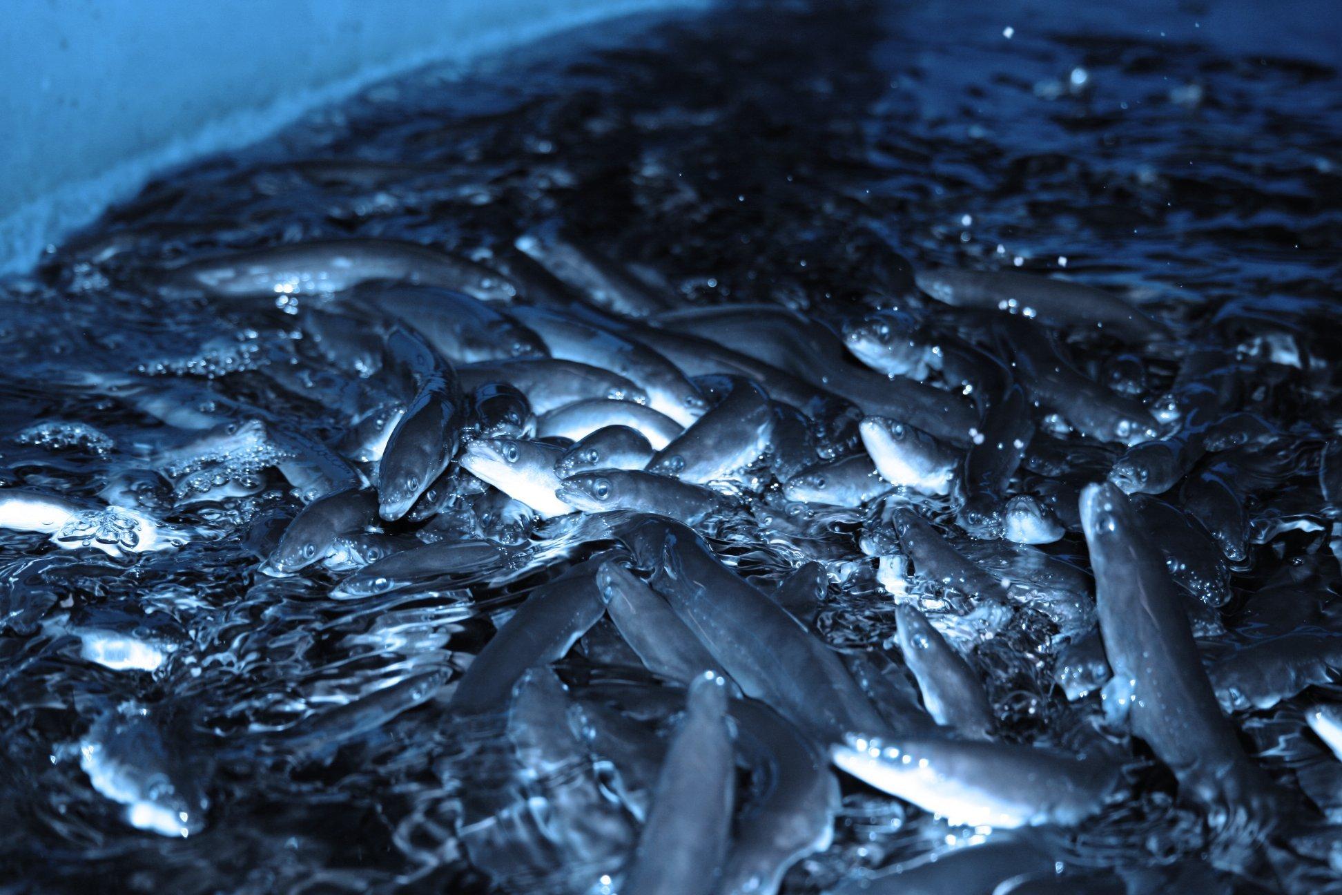 Preservation-Initiatives-European-eel