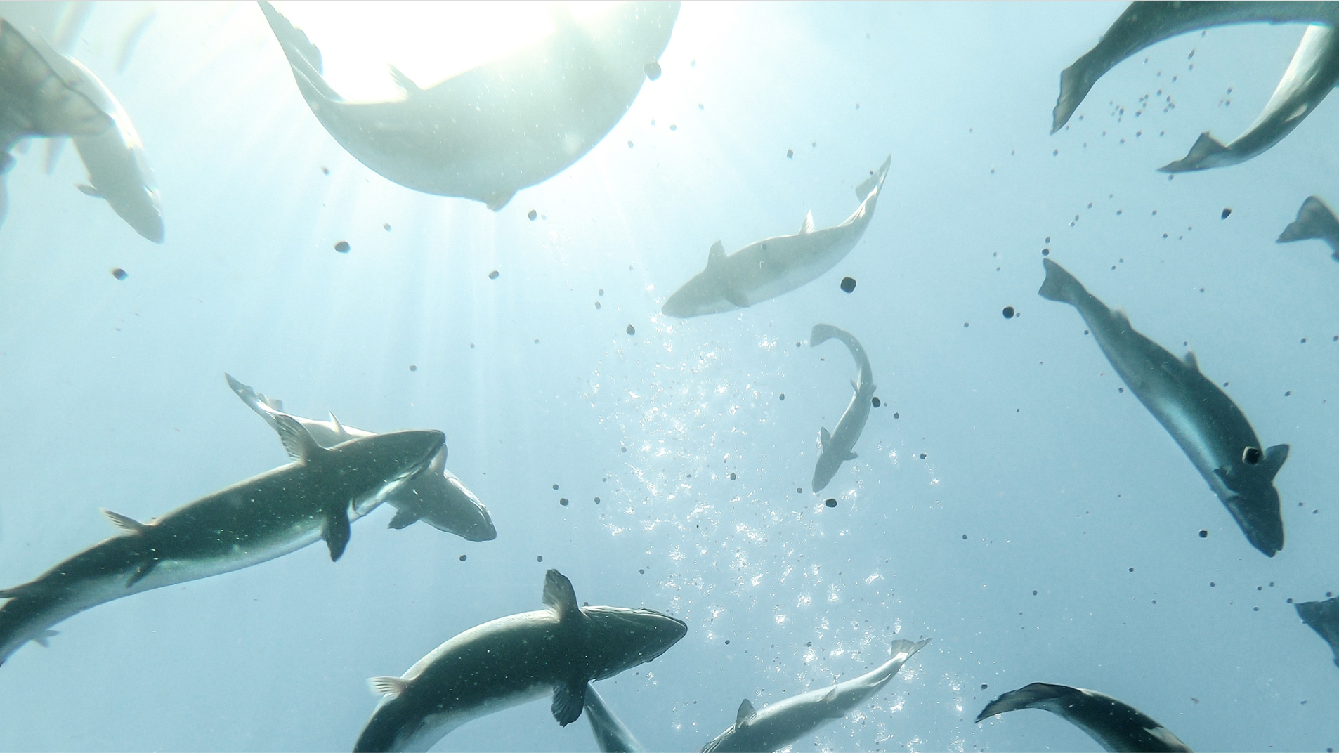 Gier Mogen smartcare calm image