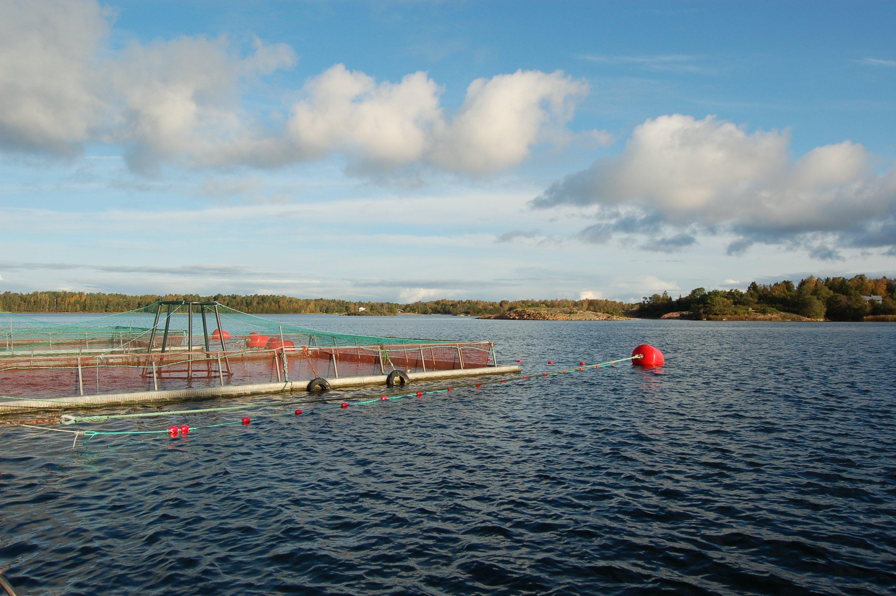 Kirjolohen vastustuskyvyn lisaaminen paivittaisten haasteiden torjumiseksi 1